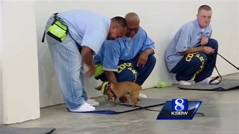 Soledad Prison Inmates Train Shelter Dogs Youtube