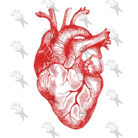 Vintage Anatomical Heart Clip Art Design Transfer Digital File Etsy