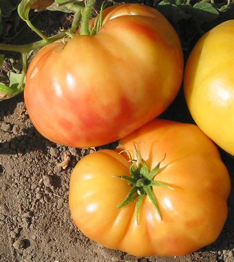 Tomatoes World Tomato Society Heirloom Tomato Seeds Tomato Seeds