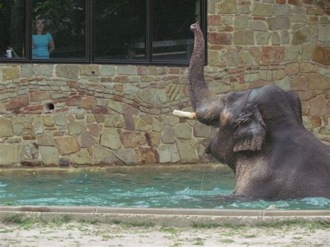 Baby Elephant Cools Off In Kiddie Pool Cbs Dallas Fort Worth