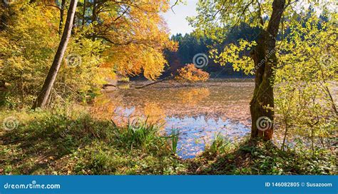 Idyllic Moor Lake Thanning Forest With Autumnal Colored Trees Stock