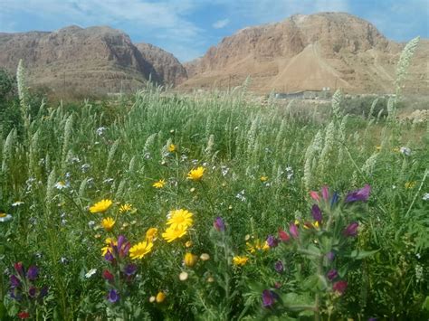 The Desert Bursts Into Bloom And 3 Other Unusual Events One For Israel