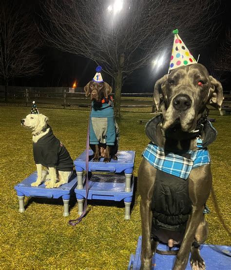 K9 Basics Dog Training - Home