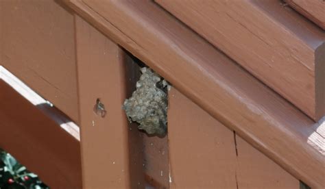 Is This An Abandoned Wasps Nest Love And Improve Life