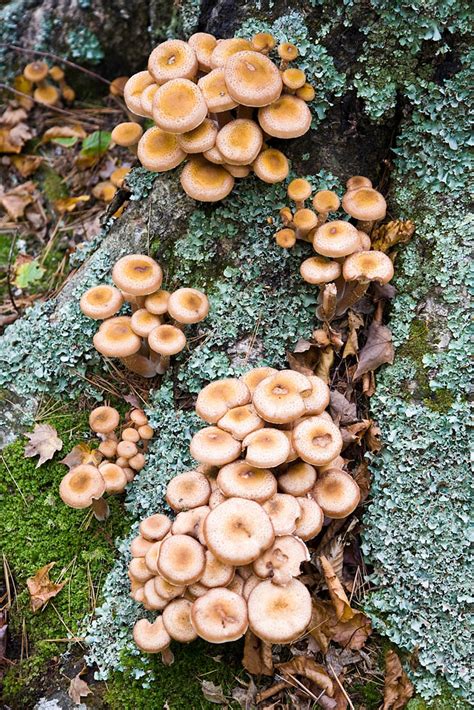 Fall Mushrooms Pictured Rocks National Lakeshore Flickr