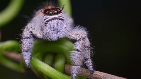 Jumping Spiders Facts About The Cutest Arachnids On The Planet Live Science