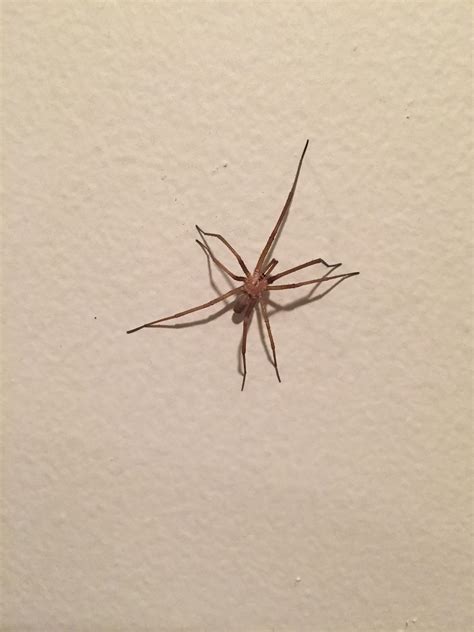 Just Wanted To Share This Quite Large Male Southern House Spider I