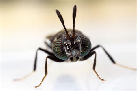 Black Soldier Fly Suomen Kalankasvattajaliitto Ry