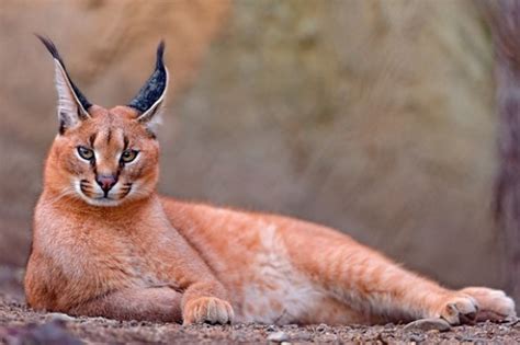 Please look below the deluxe listings for our free listings in alphabetical order. 10 Legal Small Exotic Cats That Are Kept As Pets | PetHelpful