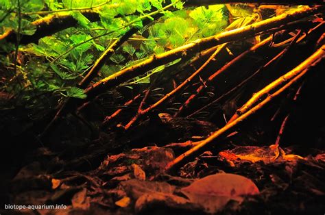 Amazonas Manaus Brazil Rio Negro River Blackwater Biotope 225 L