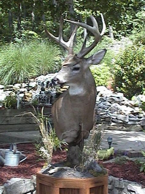 1000 Images About Deer Mount Stands On Pinterest Deer