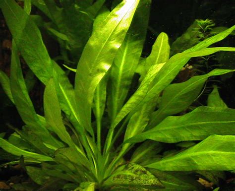 • co2 generators • co2 diffuser/ reactor. Freshwater Plants ~ The Fancy Flora
