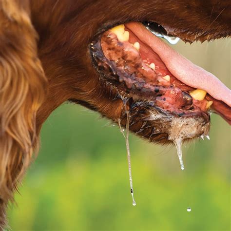 We did not find results for: Rabies Prevention, Symptoms, and Treatments in Humans and ...