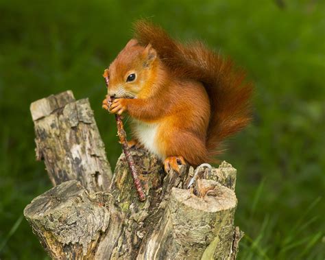 Brown Squirrel On Tree Stump During Daytime Red Squirrel Hd Wallpaper