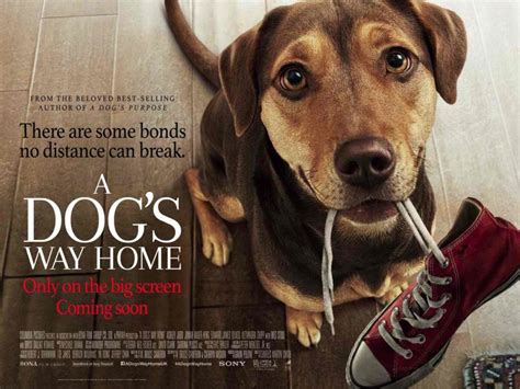 A Dogs Way Home New Trailer Further Reveals Heartwarming Tale