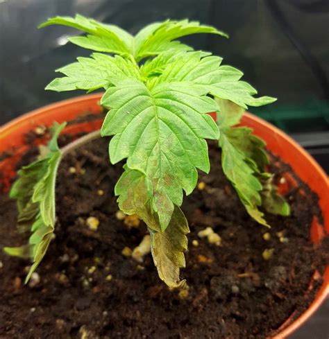 It can be really tricky at times because. Over-Watering Cannabis Plants | Grow Weed Easy