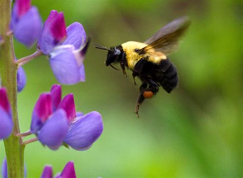 Bumble Bee In Flight Photograph By Katie Kline Fine Art America