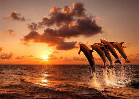 Papermoon Fototapete Sunset Jumping Dolphins Glatt Online Kaufen
