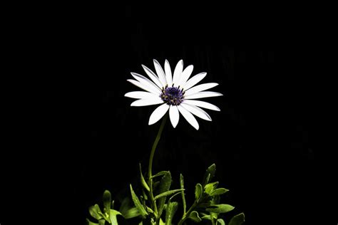 Fotostoria in bianco e nero 171° invio. Immagini Belle : fiorire, bianco e nero, fiore, petalo ...
