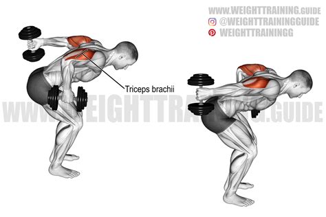 Weight Training Workouts Fitness Training Bodyweight Workout Arm