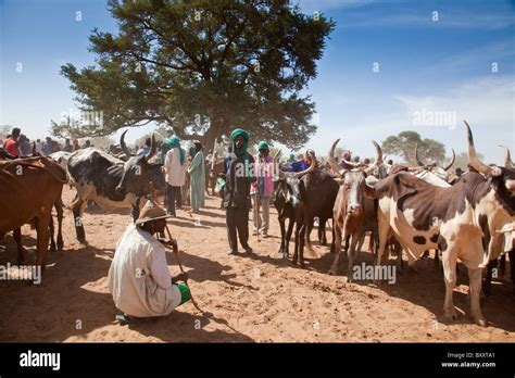 At The Weekly Cattle Market In The Town Of Djibo In Northern Burkina