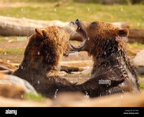 Grizzly Bears In A Biting Fight Stock Photo Alamy