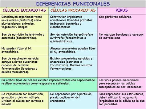Diferencias Entre Virus Y Bacterias Cuadro Comparativo Cuadro
