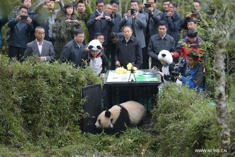 Giant Panda Xue Xue Released Into Wild Global Times