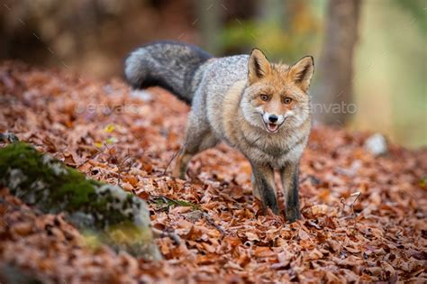 Red Fox Standing In Forest On Leaves In Autumn Nature Stock Photo By Wildmediask