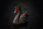Cisne negro - Qué es, definición y concepto