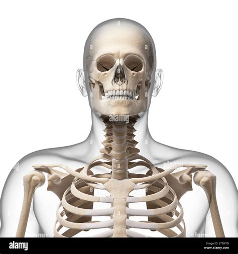 Human Skull And Neck Bones Computer Artwork Stock Photo Alamy