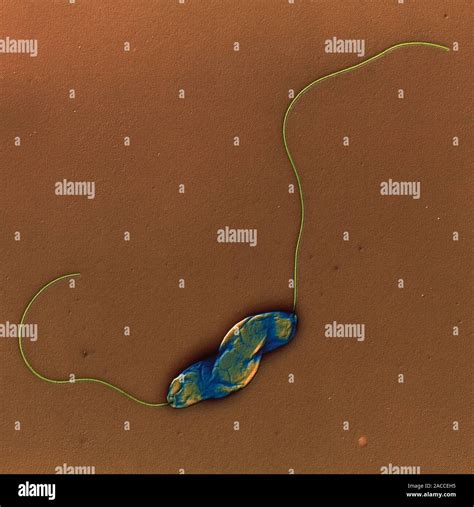 Campylobacter Jejuni Bacterium Coloured Trans Mission Electron