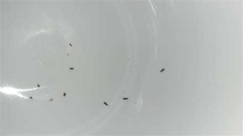 Tiny Ant Like Bug In Kitchen 657161 Ask Extension