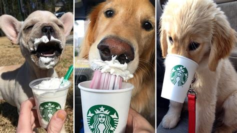 Is Starbucks Puppuccino Good For Dogs