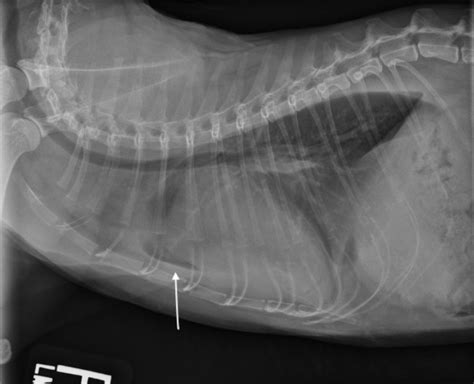 Pleural Effusion Cat Radiograph