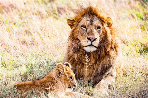 Lions Wild Animals Wilderness Free Photo On Pixabay