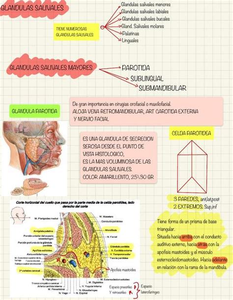 Glándulas Salivales Glándula Parótida Udocz