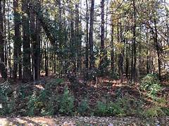 Summerville Sc Zillowredpit Category