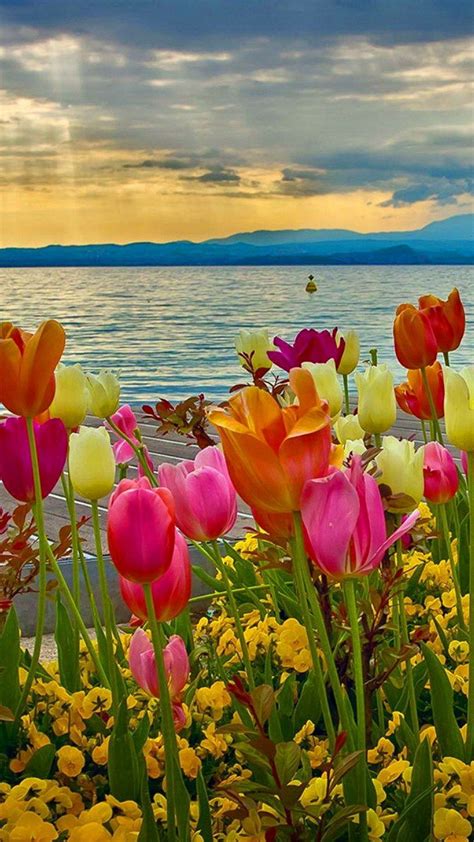 Best Aesthetic Spring Flower Wallpaper You Can Get It Free