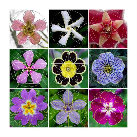 Flower Sacred Geometry Patterns In Nature Digital Art By Dean Marston