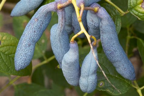 René Redzepis Blue Sausage Fruit