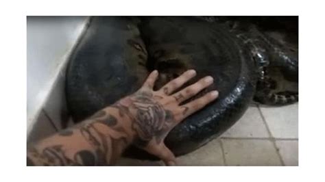 بالفيديو رجل يعثر على ثعبان ضخم في مطبخه