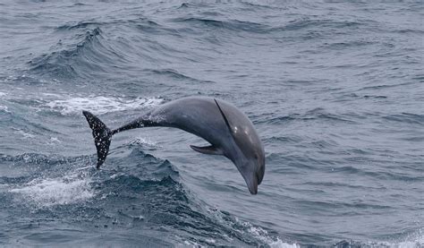 Bottlenose Dolphin Facts Information And Pictures