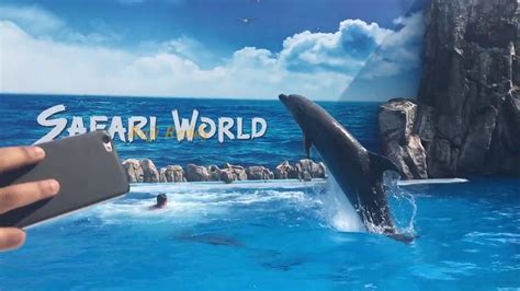 Dolphin Show Marine Park Safari World Bangkok Thailand Tour Youtube