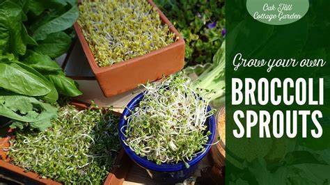 Grow Your Own Broccoli Sprouts Youtube