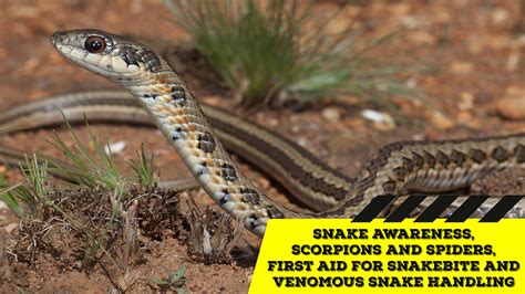 Snake Awareness And Venomous Snake Handling Gauteng 2021 03 27