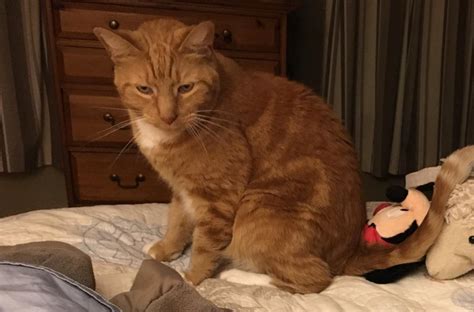 Lost Cat American Shorthair In Glastonbury Ct Lost My Kitty