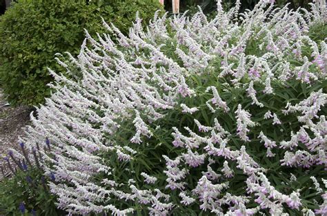 Check out our mexican sage selection for the very best in unique or custom, handmade pieces from our shops. Salvia leucantha (Mexican Bush Sage): Care and Growing Guide