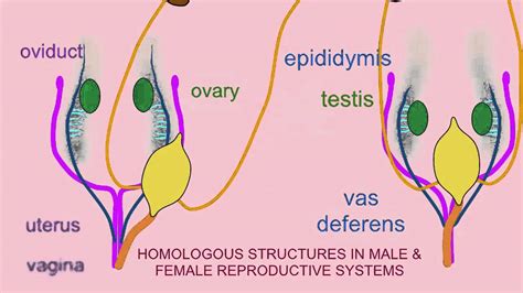 ⇒ click on the diagram to show / hide labels. HOMOLOGY IN MALE & FEMALE REPRODUCTIVE SYSTEMS - YouTube