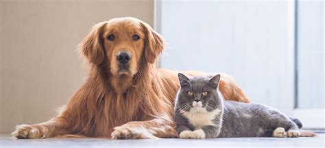 Remember, many things can cause changes in your normal heart rate including your age, activity level, and the time of day. Normal Blood Glucose Range for Pets | ADW Diabetes